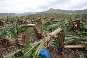 Hurricane-damage-in-St-Lucia-300x200