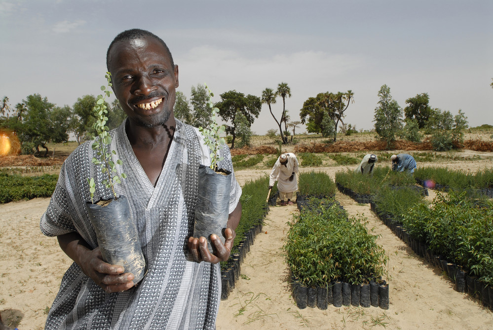 A small scale irrigation project at the Village of Launi, Aguie, Niger.  Gardener Iro Mallam Galadima with two Acacia saplings grown from IFAD seed, now ready for planting.  The tree can be used for windbreaks and stabilizing the sand.